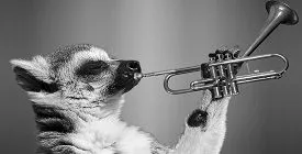 Ограничение работы розничных магазинов POP-MUSIC